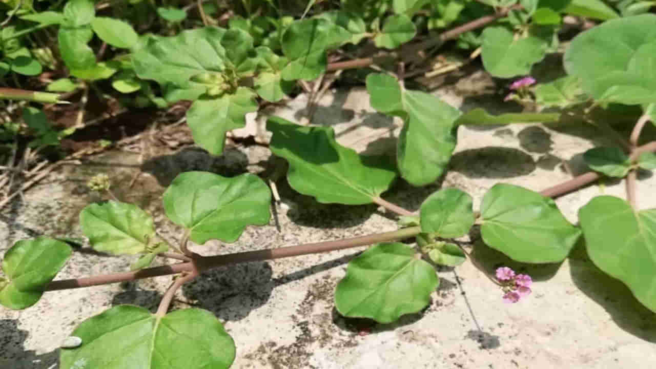 Punarnava Uses: ఈ మొక్క ఎక్కడ పడితే అక్కడ కనిపిస్తుంది.. ఆరోగ్యానికి అద్భుత సంజీవని..అస్సలు వదలకండి