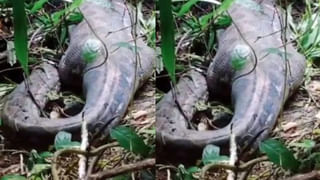Viral Video: ప్రమాదకరమైన కింగ్ కోబ్రాను నిమిషాల్లోనే పట్టేసిన మహిళా ఆఫీసర్.. చూస్తేనే జడుసుకుంటారు
