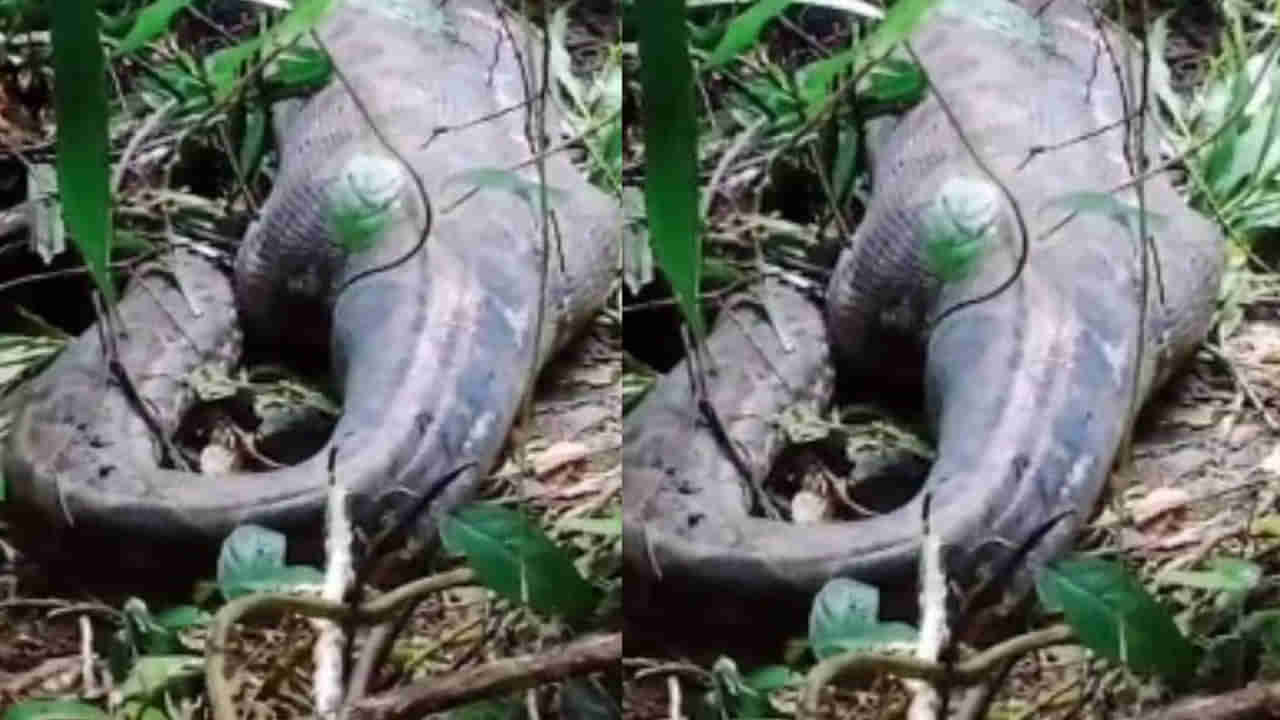 Viral: పొలంలో ఉబ్బిన పొట్టతో కదల్లేని పరిస్థితుల్లో కనిపించిన కొండచిలువ - అనుమానంతో పొట్ట చీల్చి చూడగా