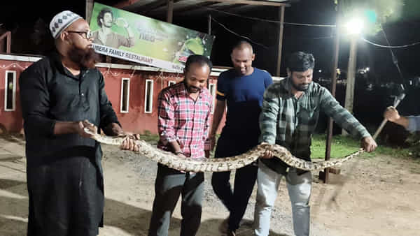 Watch Video: వామ్మో ఇదేంటి భయ్యా ఇంతుంది.. స్నేక్ క్యాచర్స్కే చుక్కలు చూపించిన కొండచిలువ!