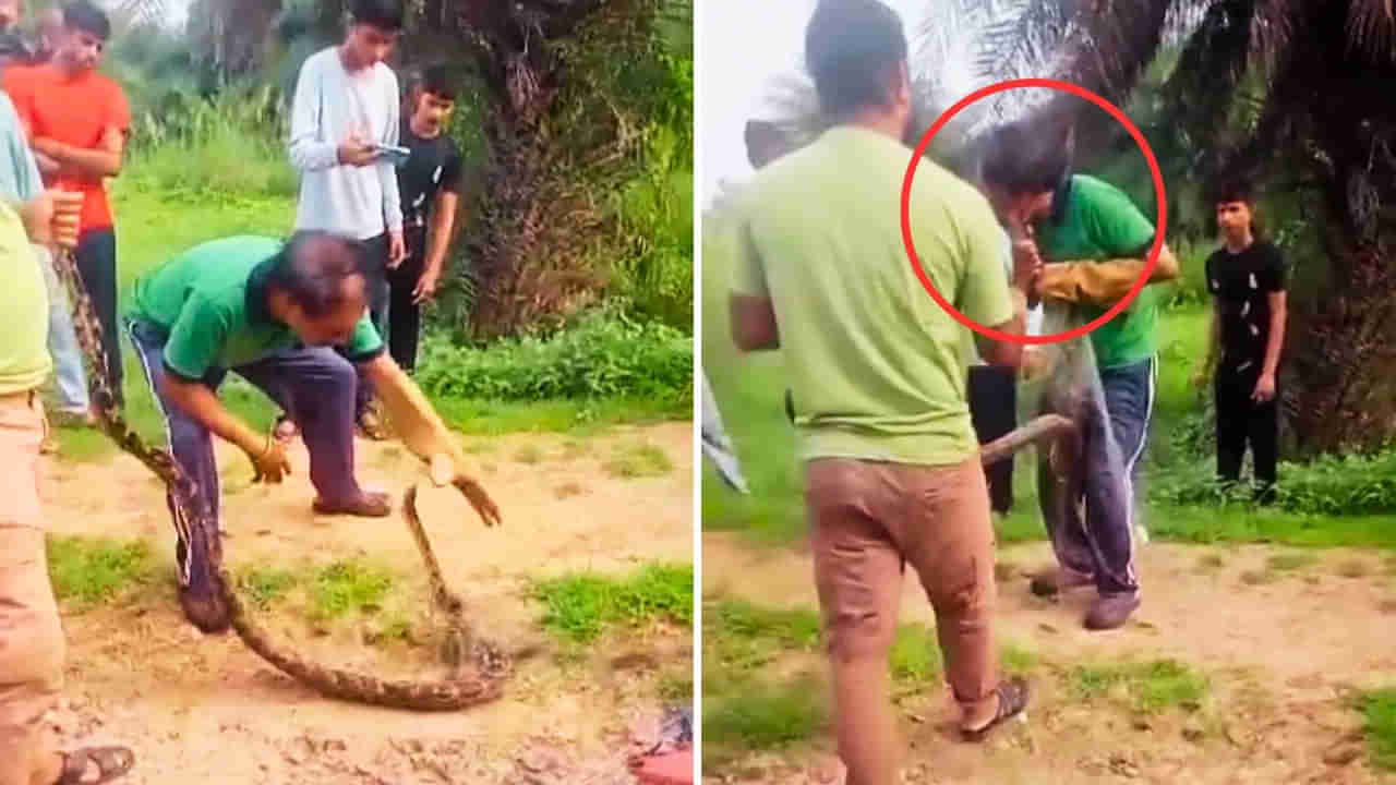 Video: వామ్మో.. కొండచిలువ కాటేస్తే ఇంత భయంకరంగా ఉంటుందా?