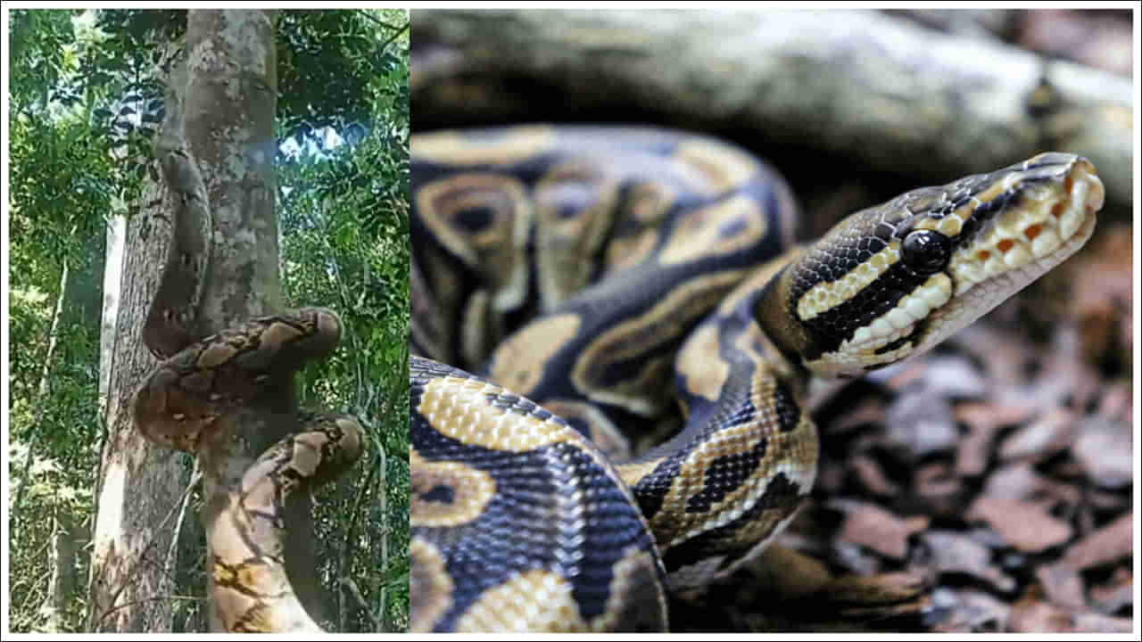 Viral Video: కొండ చిలువ చెట్టు ఎక్కే విధానం ఎప్పుడైనా చూశారా? వీడియో వైరల్!