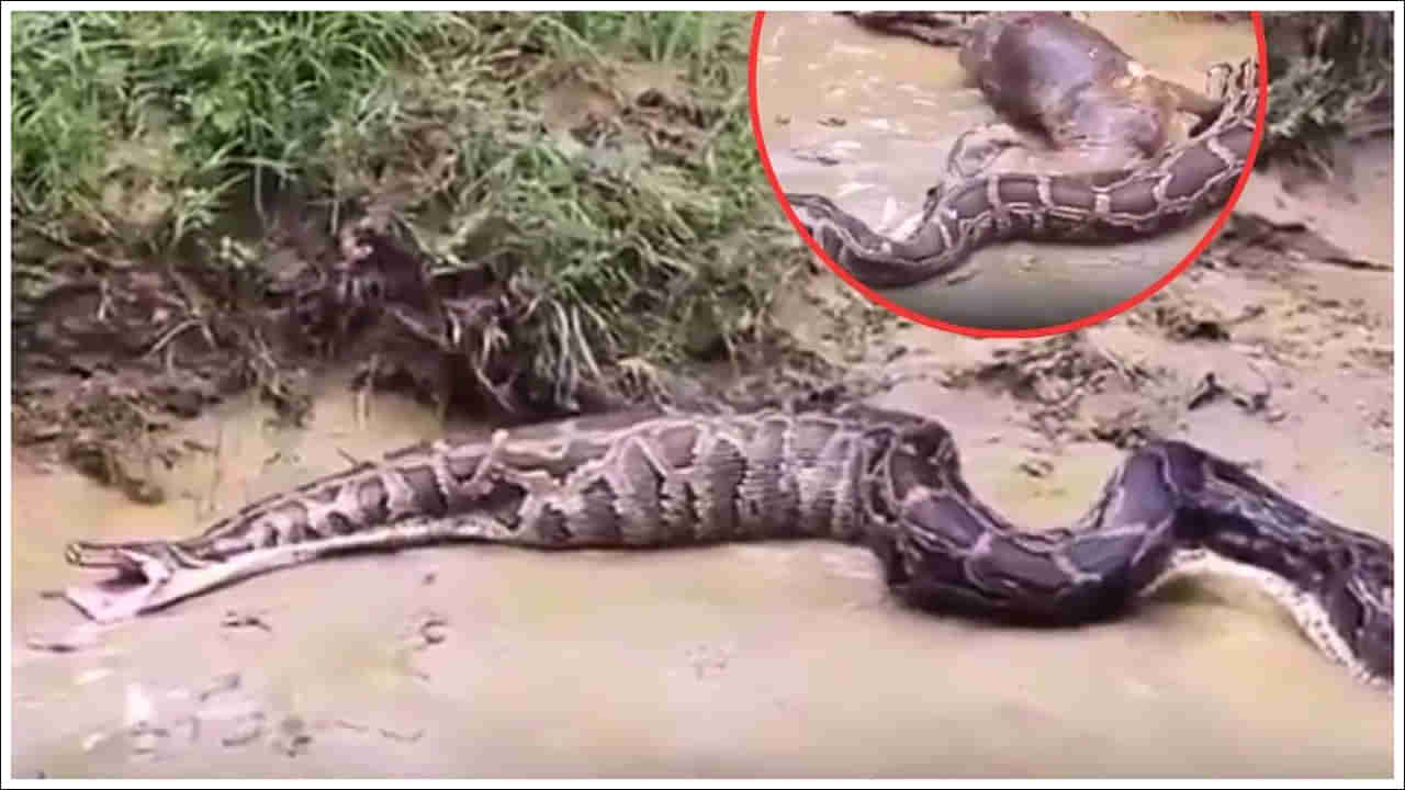 Viral Video: వామ్మో..! ఏం మింగిందో ఏందో.. భారీ కడుపుతో కొండచిలువ.. కాసేపటికే కక్కేసింది..