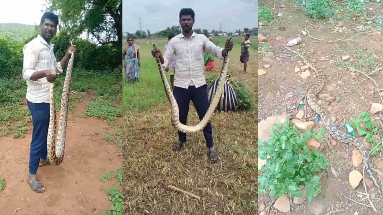 Watch Video: ఇదేంటి భయ్యా ఇంతుంది.. స్నేక్‌ క్యాచర్‌కే చుక్కలు చూపించిందిగా..