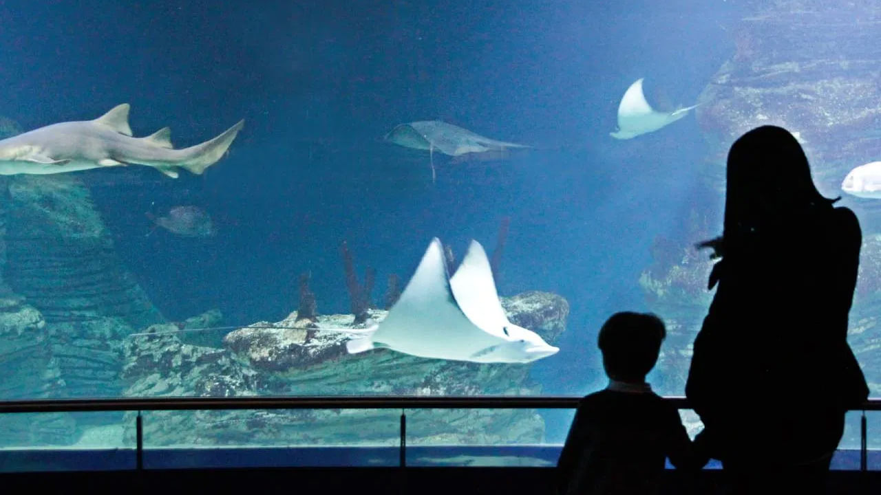 సీ వరల్డ్ అక్వేరియం రామేశ్వరంలో చాలా ప్రసిద్ధి చెందిన ప్రదేశం. ఇది రామేశ్వరం బస్ స్టాండ్ ఎదురుగా ఉంది. ఇది ఆదివారాలు , నెలలో రెండవ శనివారంలో  మూసివేయబడుతుంది. చేపలు, పగడాలు, స్పాంజ్‌లు, పీతలు, సన్యాసి పీతలు, ఇతర జలచరాలను ఇక్కడ చూడవచ్చు.  ( Credit : Getty Images )
