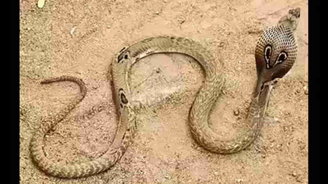 Rare Cobra: ఆకట్టుకుంటున్న అరుదైన పాము.. శరీరంపై మూడు కళ్లజోడు గుర్తులు.. ఫొటోలు చూడండి..!
