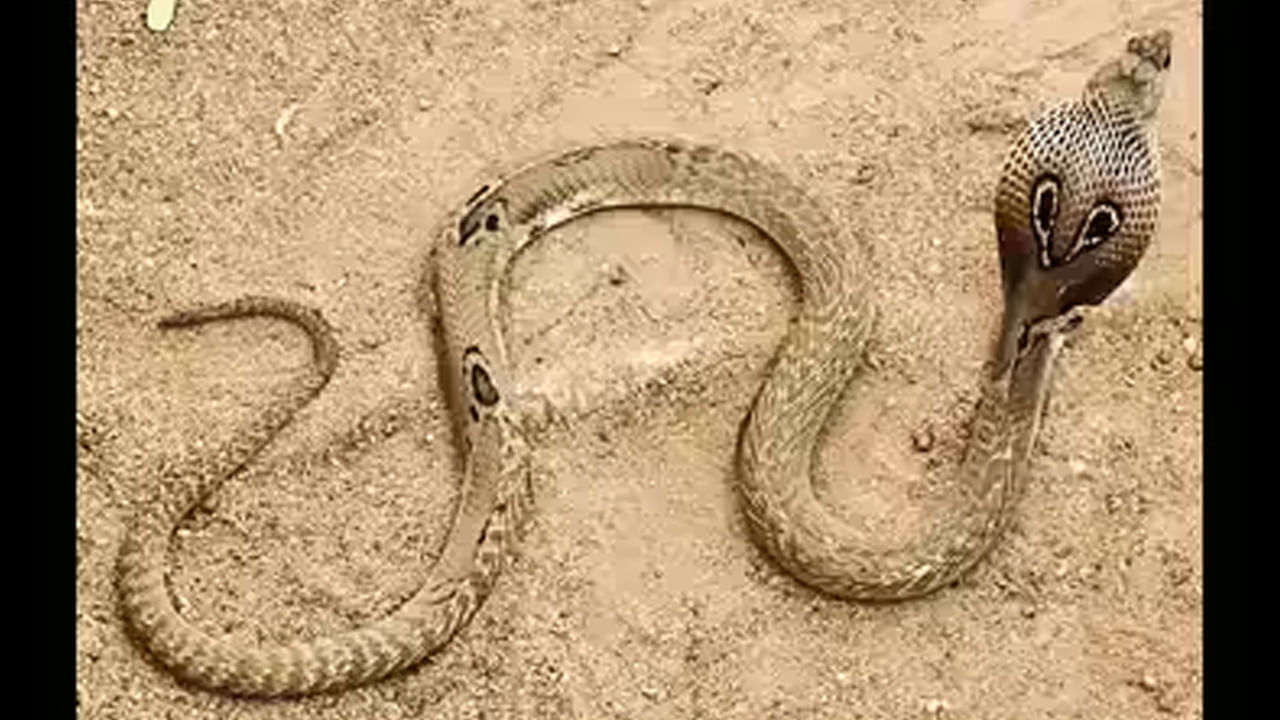 Rare Cobra: ఆకట్టుకుంటున్న అరుదైన పాము.. శరీరంపై మూడు కళ్లజోడు గుర్తులు.. ఫొటోలు చూడండి..!