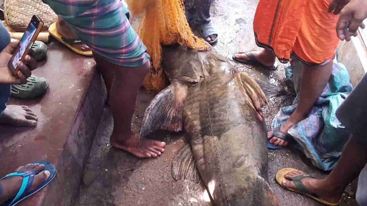 Viral: జాలర్లు వేసిన వల బలంగా అనిపించింది - ఆశతో పైకి లాగి చూడగా..