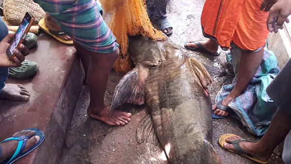 Viral: జాలర్లు వేసిన వల బలంగా అనిపించింది - ఆశతో పైకి లాగి చూడగా..