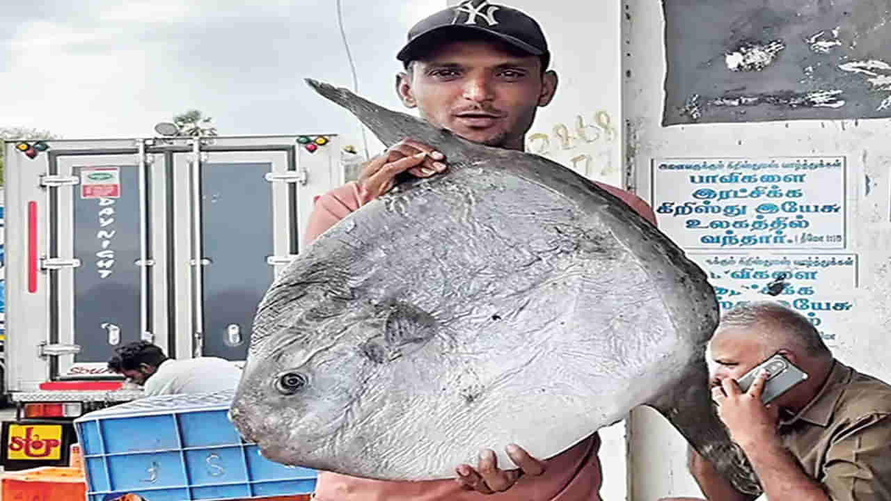 మత్స్యకారుల వలకు చిక్కిన తోక లేని చేప.. 26 కి.మీ. పోతుంది..! దీని పేరు తెలిస్తే..