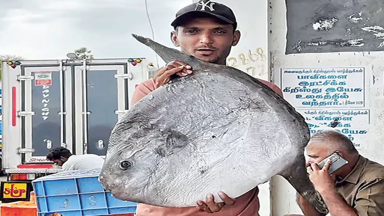 మత్స్యకారుల వలకు చిక్కిన తోక లేని చేప.. 26 కి.మీ. పోతుంది..! దీని పేరు తెలిస్తే..