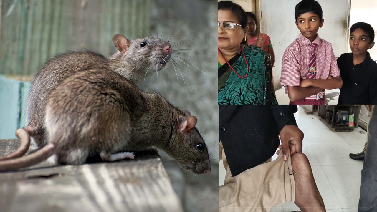 Watch Video: బాబోయ్ ఎలుకలు.. ఇట్టాగైతే చదివేదెట్టా? సర్కార్ హాస్టళ్లలో విద్యార్ధుల ప్రాణాలతో చెలగాటం..