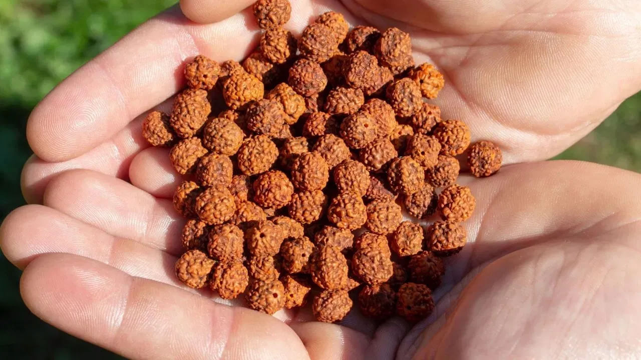 Rudraksha 4