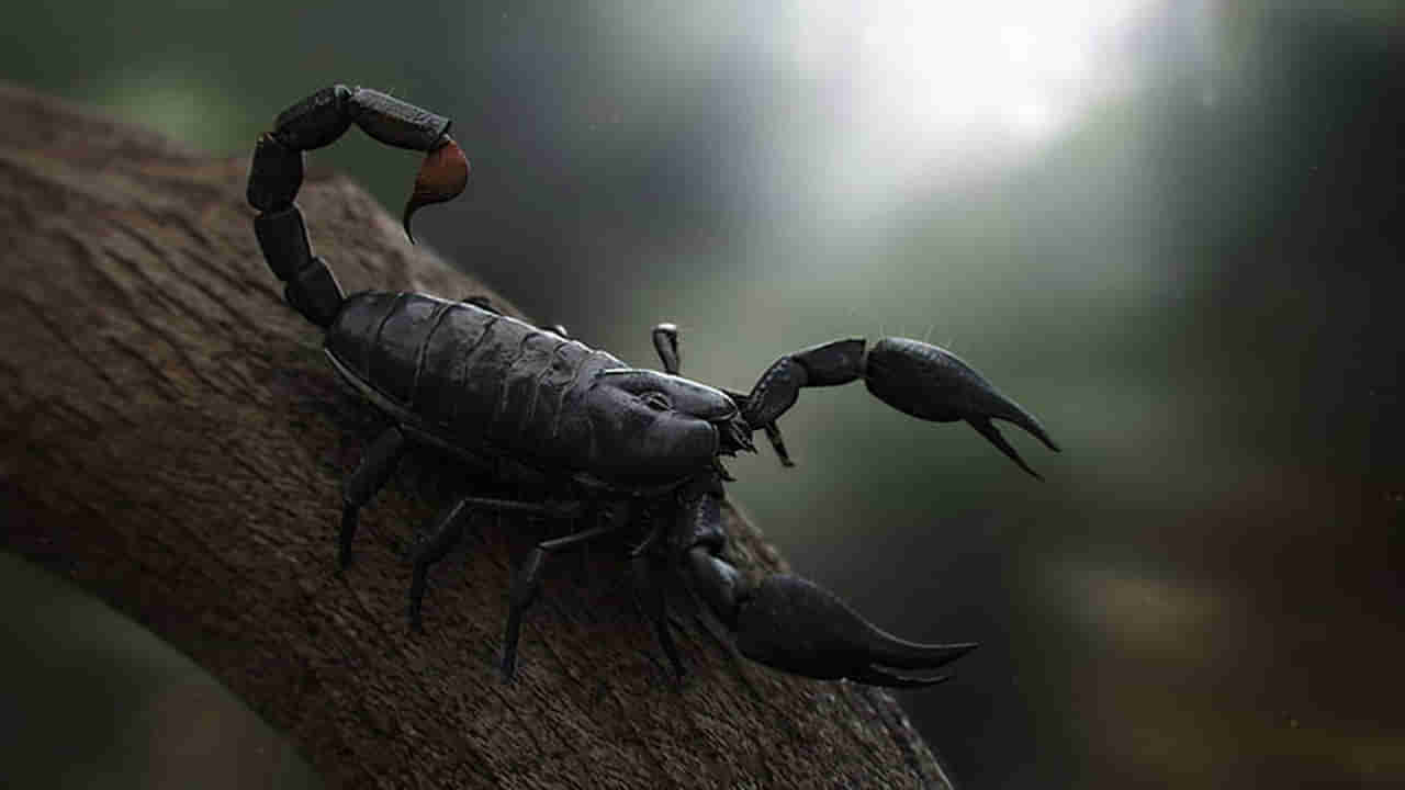 Scorpion Poison: తేలు కాటు వేస్తే.. వెంటనే ఇలా చేయండి! లేదంటే ప్రాణాంతకం కావచ్చు