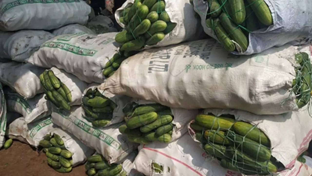 Viral: ఇవి కీరదోస అనుకునేరు.. అసలు విషయం తెలిస్తే దిమ్మతిరుగుద్ది