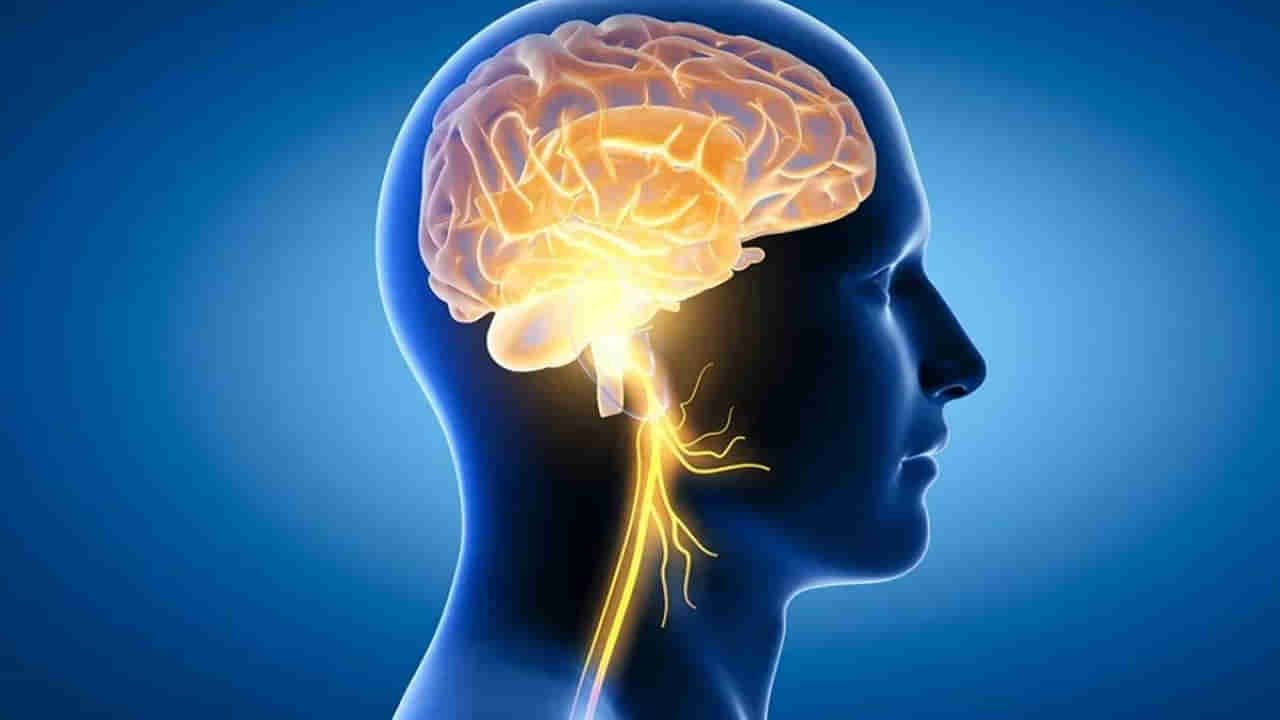 Brain Power: మెదడు చురుగ్గా ఉండాలా.. ఈ ఆహారాలను వెంటనే మీ లిస్ట్లో చేర్చుకోండి