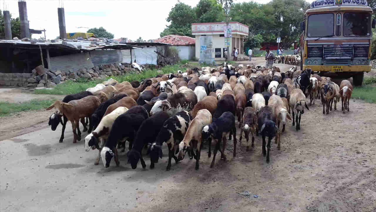 Kadapa: గొర్రెలు మేపేందుకు అడవికి వెళ్లిన యువతి.. ఎంతకూ తిరిగిరాలేదు.. ఏంటా అని పరిశీలించగా