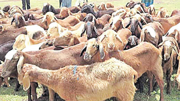 Andhra Pradesh Video: గొర్రెల కాపరులపై గొడ్డలితో దాడి... పొలంలోకి గొర్రెలు వచ్చాయని దారుణం