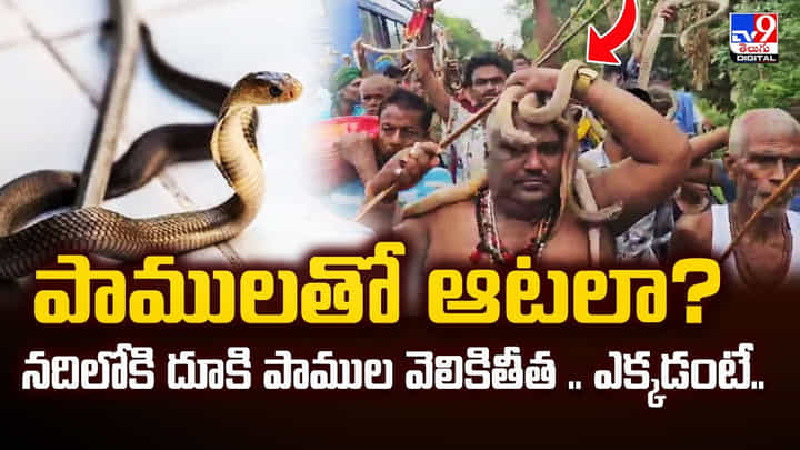 పాములతో ఆటలా? నదిలోకి దూకి పాముల వెలికితీత.. ఎక్కడంటే.. పాములతో ఆటలా? నదిలోకి దూకి పాముల వెలికితీత.. ఎక్కడంటే..