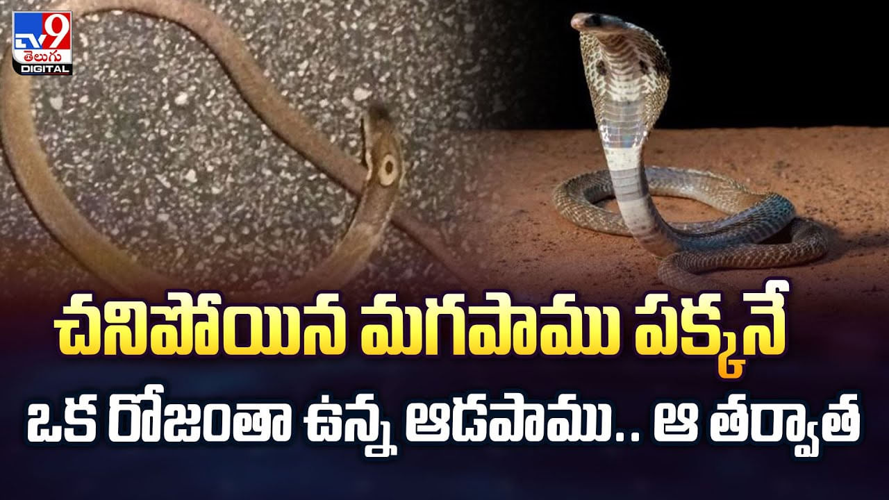 చనిపోయిన మగపాము పక్కనే రోజంతా ఆడపాము.. ప్రేమంటే ఇదేరా