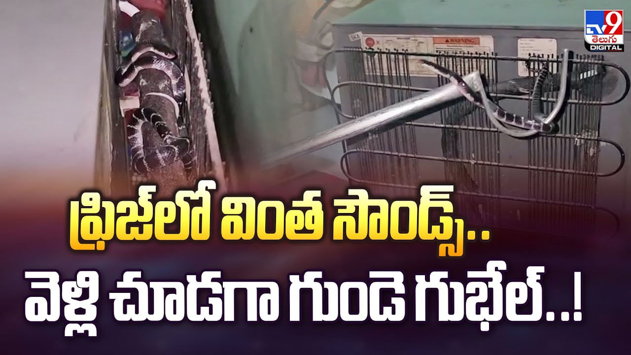 ఫ్రిజ్‌‌లో వింత సౌండ్స్.. వెళ్లి చూడగా గుండె గుభేల్‌