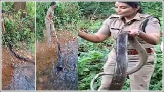 Viral: పొలంలో ఉబ్బిన పొట్టతో కదల్లేని పరిస్థితుల్లో కనిపించిన కొండచిలువ – అనుమానంతో పొట్ట చీల్చి చూడగా