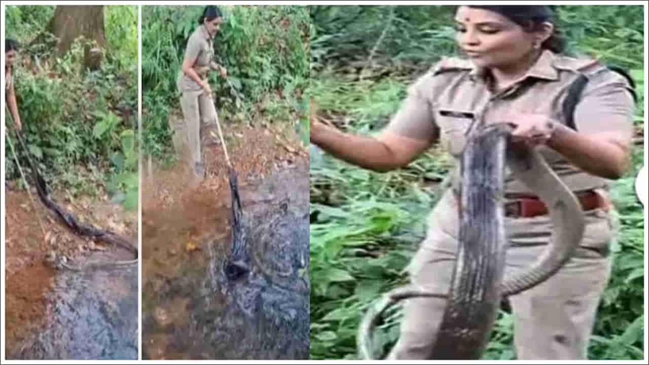 Viral Video: ప్రమాదకరమైన కింగ్ కోబ్రాను నిమిషాల్లోనే పట్టేసిన మహిళా ఆఫీసర్.. చూస్తేనే జడుసుకుంటారు