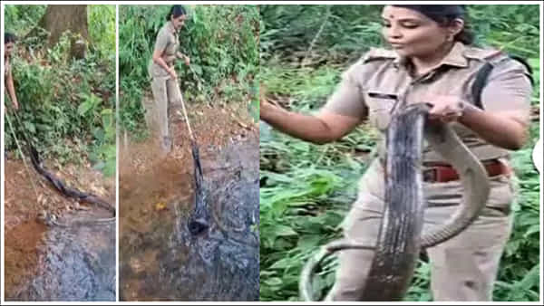 Viral Video: ప్రమాదకరమైన కింగ్ కోబ్రాను నిమిషాల్లోనే పట్టేసిన మహిళా ఆఫీసర్.. చూస్తేనే జడుసుకుంటారు