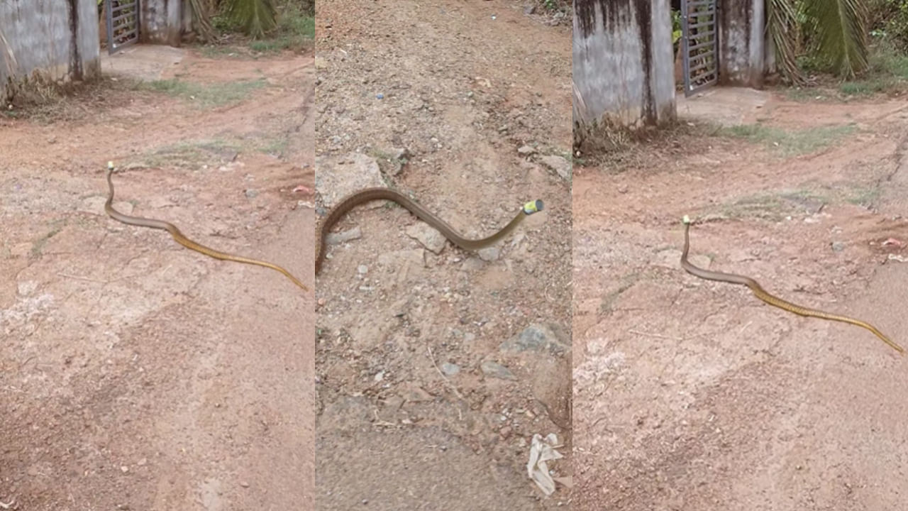 Viral Video: అయ్యయ్యో.. ఎంత కష్టం వచ్చింది నాగమ్మా..?