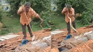 Viral Video: మగ గొరిల్లా జుట్టుపట్టి దొర్లించి దొర్లించి కొట్టిన ఆడ గొరిల్లా… ఆ కోపానికి కారణం తెలిసి నవ్వుకుంటున్న నెటిజన్స్‌