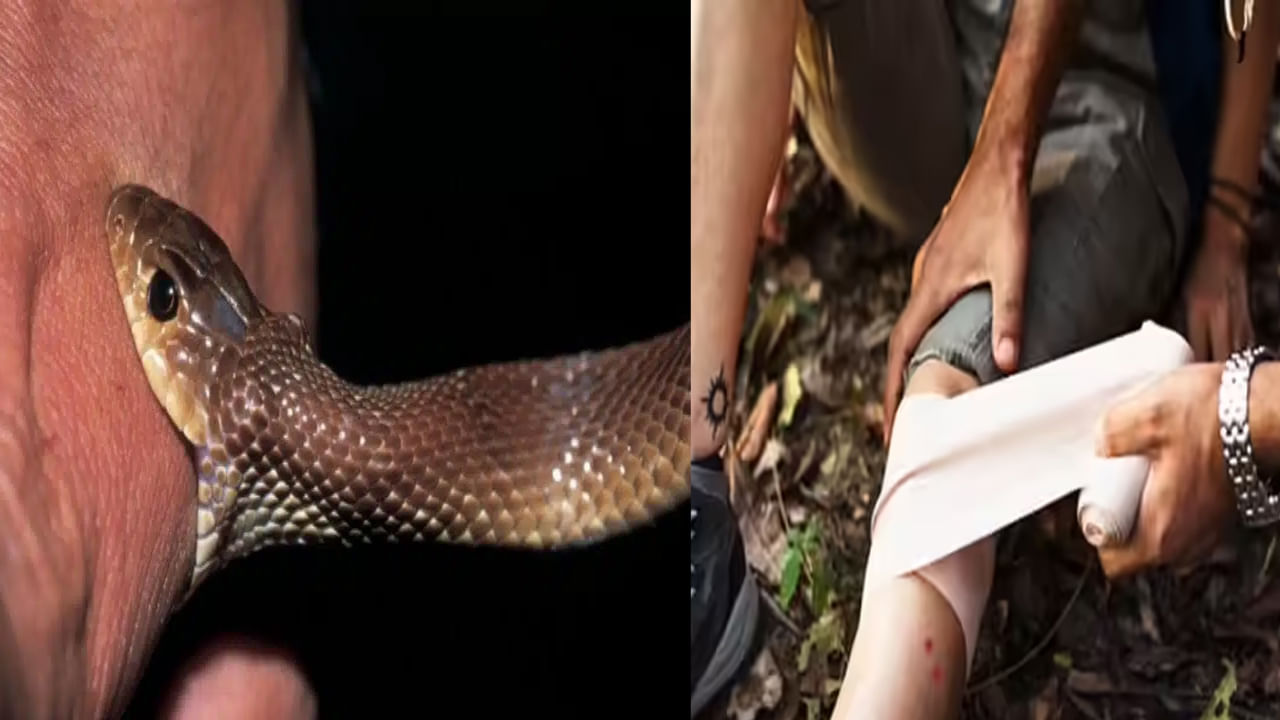 Snake Bite: పాము కాటు వేస్తే పోరపాటున కూడా ఇలా చేయవద్దు.. ప్రాణాలు పోవచ్చు సుమా..