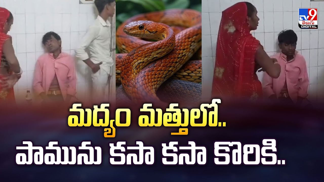 మద్యం మత్తులో.. పామును కసా కసా కొరికి ..