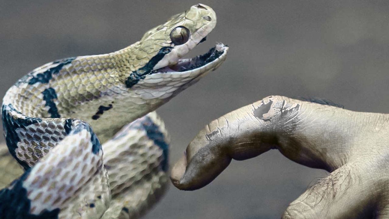 పాము విషంలో ప్రోటీన్లు, పెప్టైడ్‌లు, ఇతర రసాయనాలు ఉంటాయి. అందుబాటులో ఉన్న వనరులు ప్రోటీన్ ఎంజైమ్‌లు, ఇతర పదార్థాలు దానిని విషపూరితం చేస్తాయి.