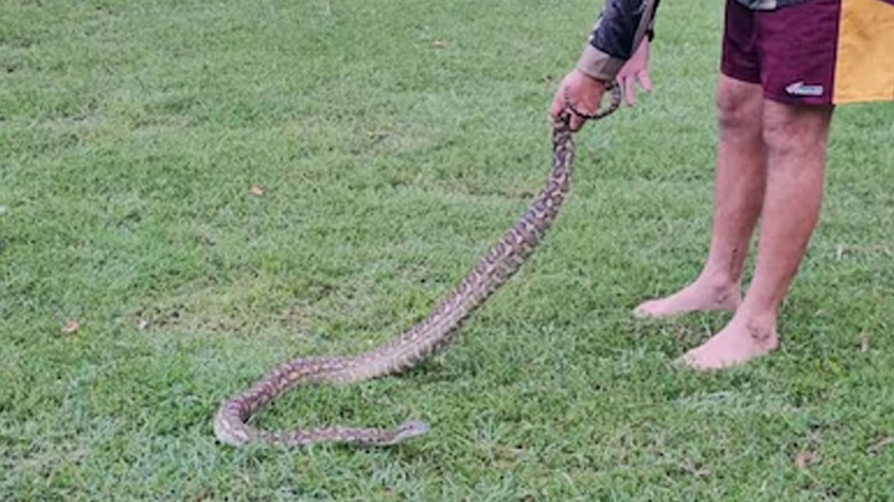 అడవులు తరిగి పోవడం, విపరీతమైన ఎండ, భారీ వర్షాలు ఇలా వివిధ కారణాలతో ఇంటి చుట్టుపక్కల పరిసరాల్లో లేదా ఇంట్లో పాములు కనిపిస్తూ ఉంటాయి. ఇవి విషపూరితమైన పాములు అయితే అక్కడ ఒక్కసారిగా అలజడి ఏర్పడుతుంది. ఆ పాముని చంపడానికి లేదా పట్టుకోవడానికి ప్రయత్నం చేస్తారు. ఒకొక్కసారి పాముని పట్టే సమయంలో విషపూరితమైన పాము అయితే దాని కాటుకి గురై మరణించిన వారు కూడా ఉన్నారు. 
