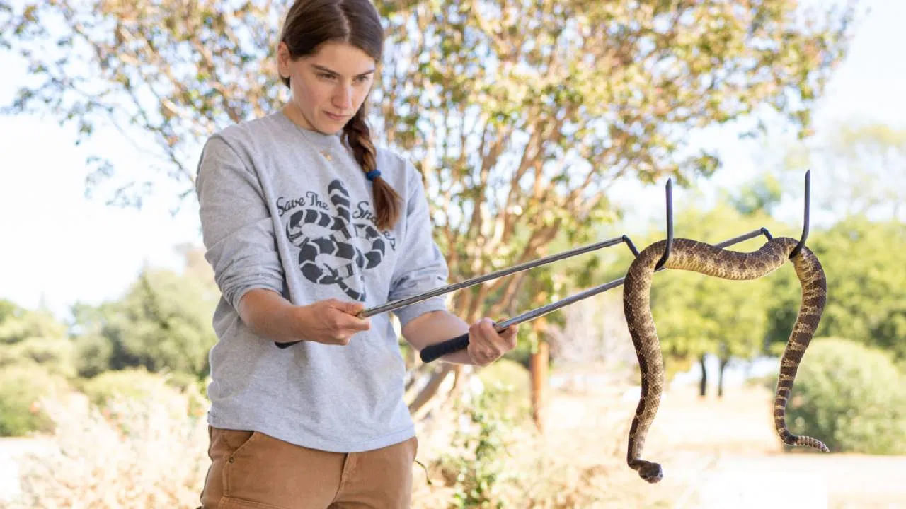ఎటువంటి పాముని బంధించాలన్నా పాములను పట్టుకునేవారు వాటి తొకలను పట్టుకుంటారు. ఇలా ఎందుకు చేస్తారంటే.. పాము శరీరంలోని అన్ని భాగాలకంటే.. తోకలో తక్కువ ఎముకలు ఉంటాయి. దీంతో పాము తోకకు తక్కువ శక్తి ఉంటుంది. అందుకనే తోకని పట్టుకుని  పామును నియంత్రించడం సులభం అవుతుంది.
