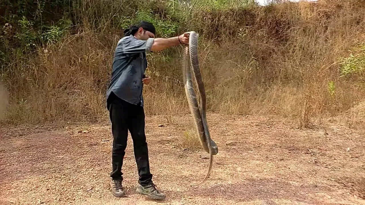 పాము తోక చుట్టూ ఉన్న ప్రాంతం తక్కువ సంచలనాన్ని కలిగి ఉంటుంది. పాము తన తోకకి ఉన్న బలంతో తన శరీరాన్ని నియంత్రించలేదు. అది కోరుకున్నప్పటికీ ఏమీ చేయలేకపోతుంది. అంతేకాదు నిపుణులు పామును దాని తోకను పట్టుకున్నప్పుడు.. వారు తోకను కొద్దిగా తిప్పుతూ ఉంటారు.. తద్వారా పాము పాముని బంధించిన వారి శరీరానికి దూరంగా ఉంటుంది. కోరుకున్నా దగ్గరకు రాదు.