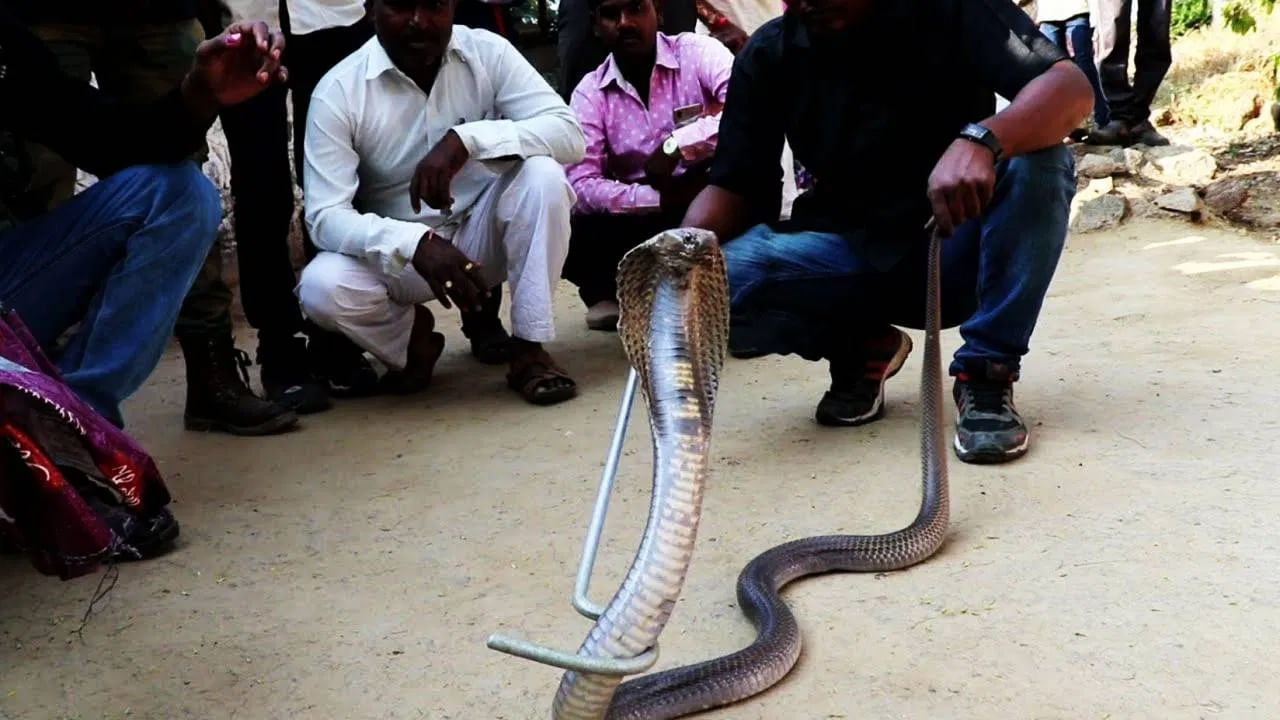 తోకని పట్టుకుని పాముని బంధించడం ప్రభావవంతం అయినప్పటికీ అన్ని రకాల పాములకు ఇది నమ్మదగిన పద్ధతి కాదు. కోబ్రాస్, వైపర్స్ వంటి కొన్ని పాములు.. వాటి తోకను పట్టుకున్నప్పుడు కూడా ఆశ్చర్యకరమైన వేగం, శక్తితో స్పందించి తమని బంధించిన వారిని కాటు వేయగలవు. అందువల్ల పాములను పట్టుకునేటప్పుడు పాము ప్రవర్తన గురించి అనుభవం, జ్ఞానం చాలా అవసరం
