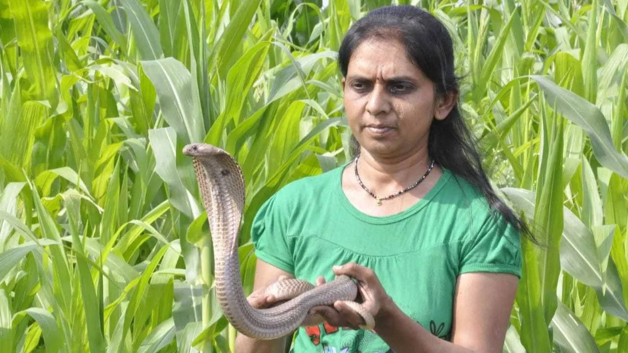 అందుకనే పామును పట్టుకునే పని నిపుణులు మాత్రమే చేయాలి. వారికి పాము జాతి, అలవాట్లు, దానిని నియంత్రించే విధానం, దాని హావభావాల పట్ల పూర్తి అవగాహన ఉంటుంది. పొరపాటన కూడా మీరు స్వయంగా పామును పట్టుకోవడానికి ప్రయత్నించకండి. పాము చాలా చురుకైనది. ఒక చిన్న పొరపాటు ఖరీదు మీ ప్రాణాలు కావొచ్చు.( ఈ వార్త మీకు అవగాహన కల్పించడానికి మాత్రమే ఇవ్వబడింది. ఈ వార్తని మేము సాధారణ సమాచారం సహాయంతో పాఠకులకు అందించం. దీనిని tv9 తెలుగు నిర్ధారించలేదు.)