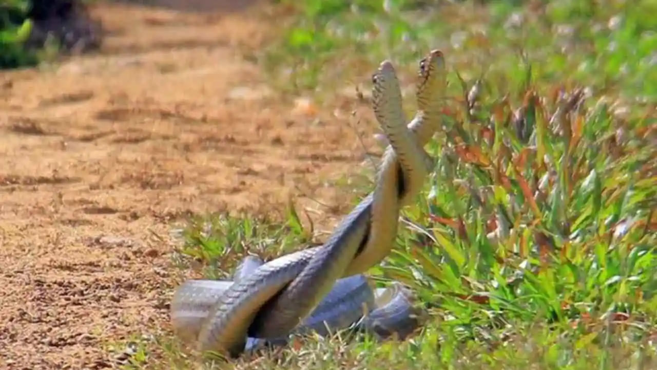 Snakes Dance: నాగుపాము, జెర్రిపోతుల సయ్యాట.. పొలంలో రైతుల కంటపడిన ఆరుదైన దృశ్యం!