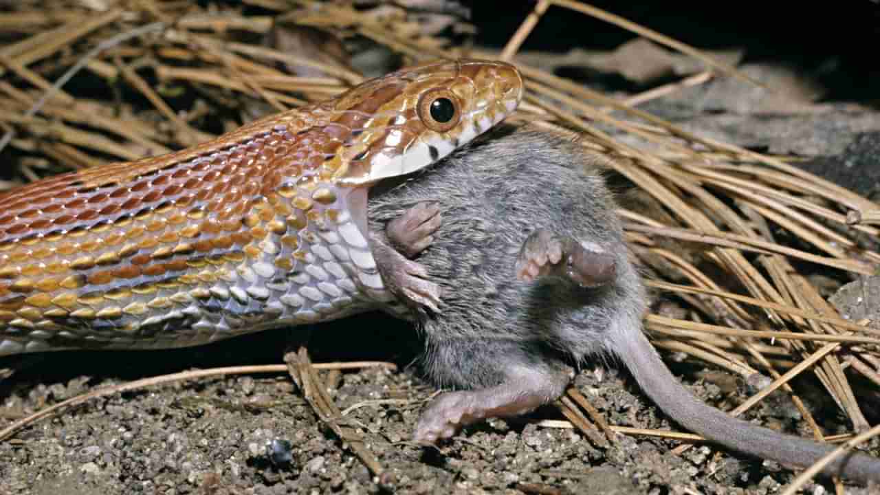 పాములు ఇంట్లోకి రావడానికి కారణాలు ఇవే..! వెంటనే వీటిని సెట్ చేయండి.. లేకుంటే అంతే సంగతి..!