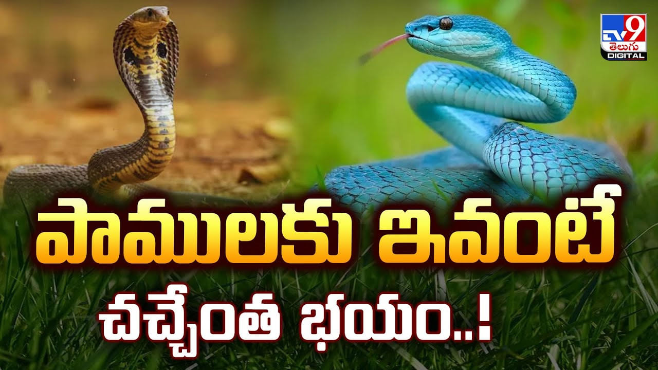 పాములకు ఇవంటే చచ్చేంత భయం