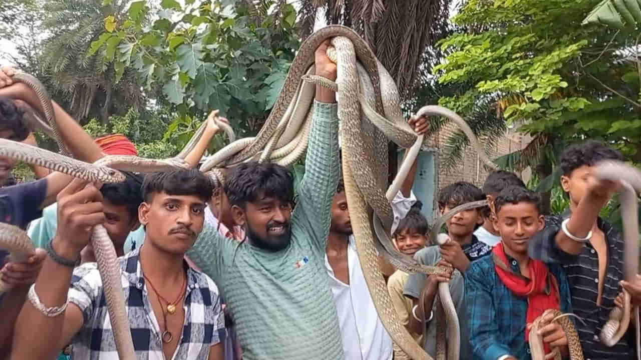 Snake Festival: ఓరీ దేవుడో.. ఇదెక్కడి ప్రాణాంతక జాతర బాబోయ్.. విషపూరిత పాముల్ని మెడలో వేసుకుని విన్యాసాలు..