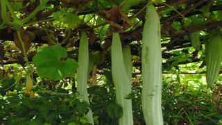 ఆయిల్ లేకుండా చికెన్‌ ఎప్పుడైనా వండరా..? అద్భుతమైన టెస్టీ రెసిపీ.. మీకోసం