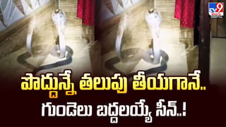 వీడు మనిషా.. మానవ మృగమా..  అంతటి కింగ్‌ కోబ్రాను ఆలా ఎలా నిలబెట్టాడు