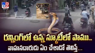 నారుమడి కాదు.. గుర్రపుడెక్క.. శ్రీశైలం జలాశయంలో అరుదైన దృశ్యం