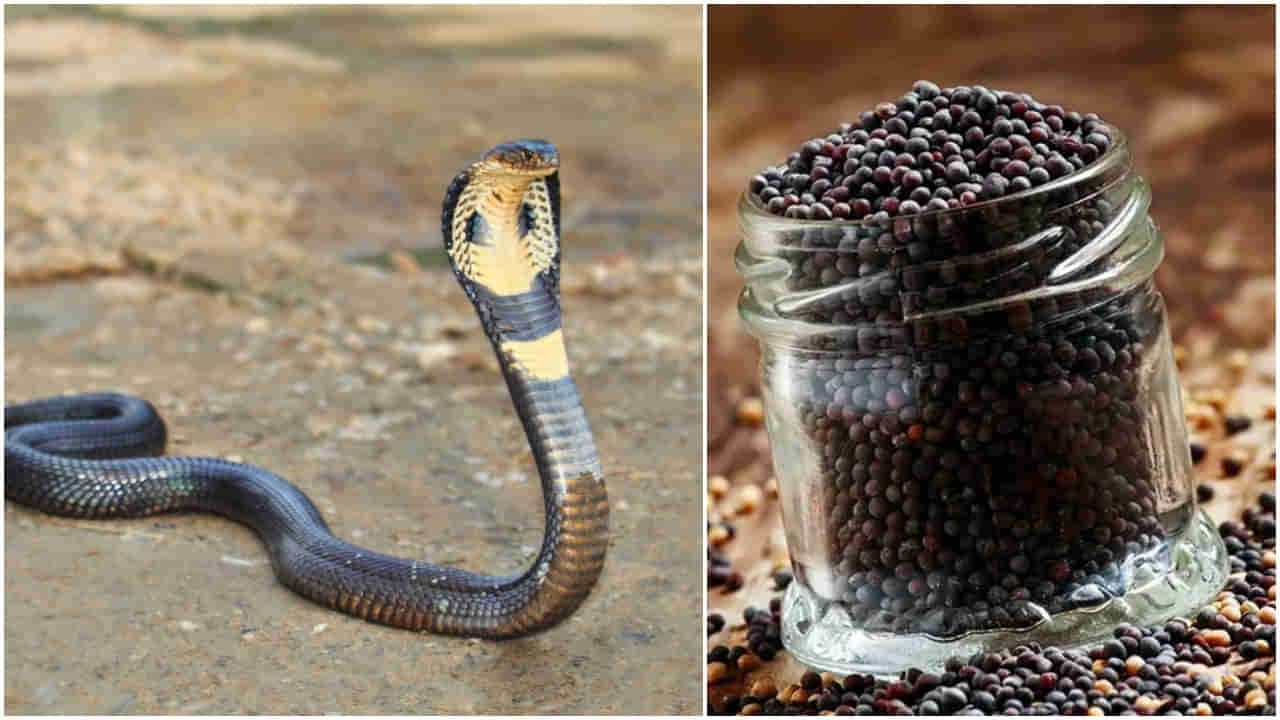 Snake Myths: ఆవాలు చల్లితే పాములు ఇంట్లోకి రావా..? దీని వెనకున్న అసలు కారణం ఏంటి?