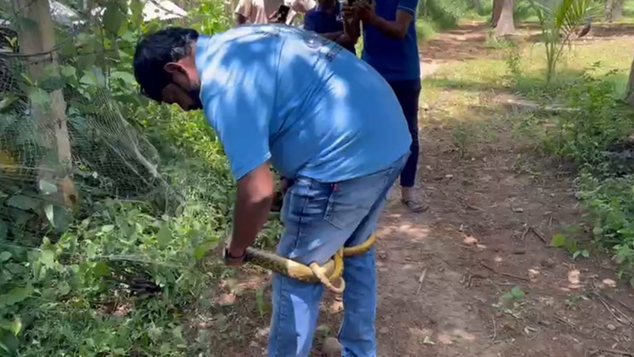 Anakapalle: కోళ్ల ఫారం చుట్టూ వేసిన వల నుంచి అదే పనిగా చప్పుళ్లు - ఏంటా అని వెళ్లి చూడగా