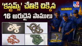 కస్టమ్స్ చేతికి చిక్కిన 16 అరుదైన పాములు వీడియో కస్టమ్స్ చేతికి చిక్కిన 16 అరుదైన పాములు వీడియో