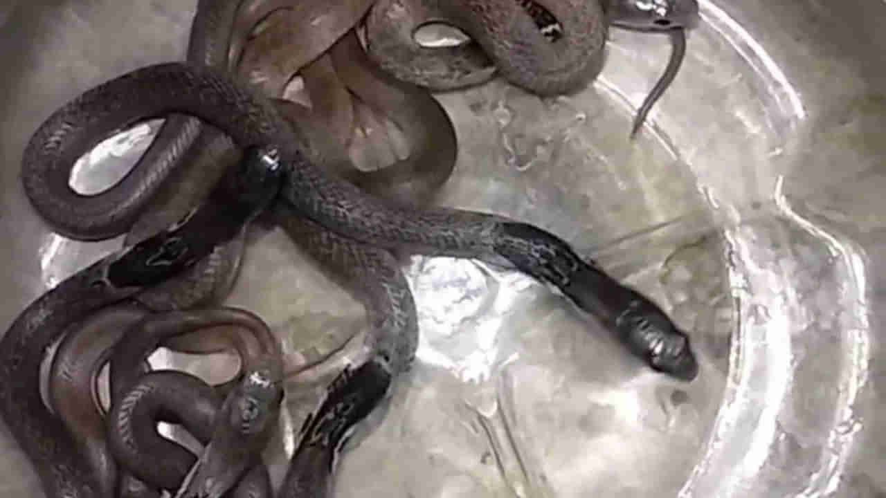 వంట చేద్దామని కిచెన్లోకి వెళ్లింది..! గిన్నెలో ఉన్నవి చూసి.. ఒక్కసారిగా..