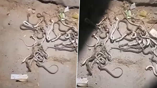 Viral News: వామ్మో ఇదేంటి భయ్యా.. ఇంట్లో ఇన్ని పాములా..?